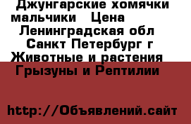 Джунгарские хомячки мальчики › Цена ­ 1 000 - Ленинградская обл., Санкт-Петербург г. Животные и растения » Грызуны и Рептилии   
